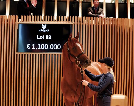 The Sioux Nation filly consigned as Lot 82 in the ring at the Arqana Breeze Up Sale