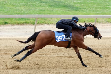 The Gun Runner filly consigned as Hip 357 works under tack at the Fasig-Tipton Midlantic May Sale
