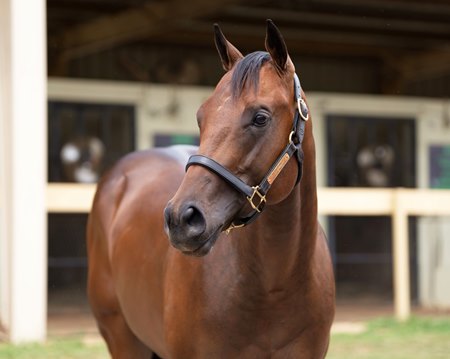 The Yaupon colt consigned as Hip 78 by Parrish Farms