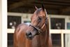 Hip 78, 2026 OBS June Sale