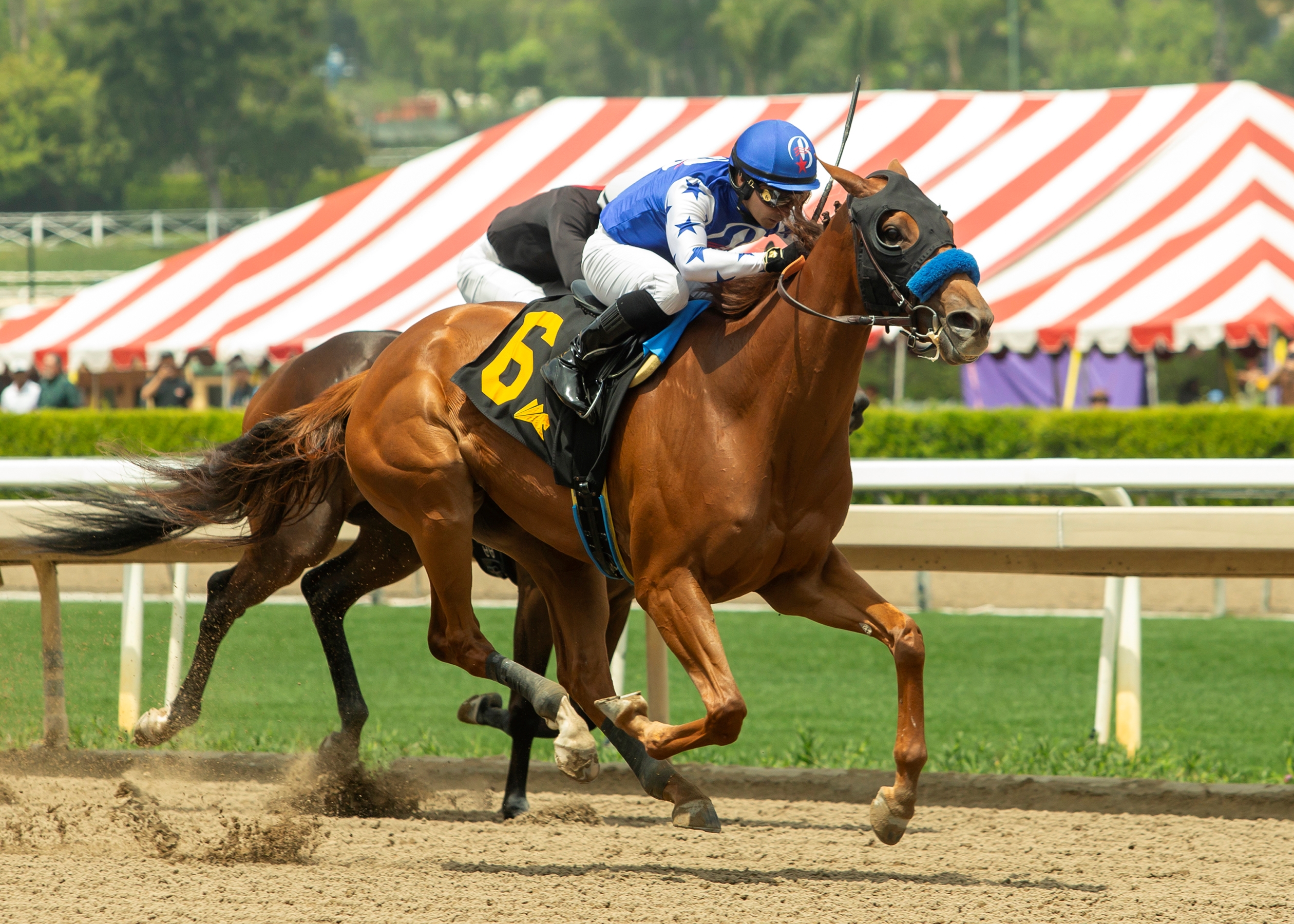 Mizumi - Horse Profile - BloodHorse