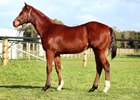 2026 Inglis Great Southern Sale, Lot 164