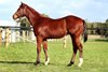 2026 Inglis Great Southern Sale, Lot 164