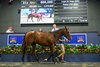 Lot 913, 2026 Magic Millions National Yearling Sale