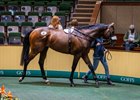 2026 Goffs Classic Breeze-Up Sale, Lot 48