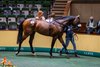 2026 Goffs Classic Breeze-Up Sale, Lot 48