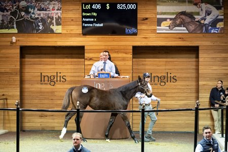 The sale-topping Anamoe filly consigned as Lot 406 in the ring at the Inglis Great Southern Weanling Sale