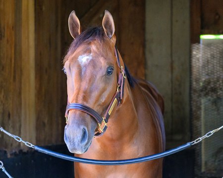 Renegade at Saratoga Race Course