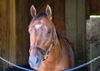 Renegade
Training at Saratoga and the Oklahoma track in Saratoga Springs, N.Y., on June 3, 2026. 
