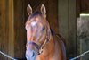 Renegade
Training at Saratoga and the Oklahoma track in Saratoga Springs, N.Y., on June 3, 2026. 
