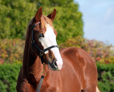 A colt by Mr Mozart, cataloged as Lot 83
