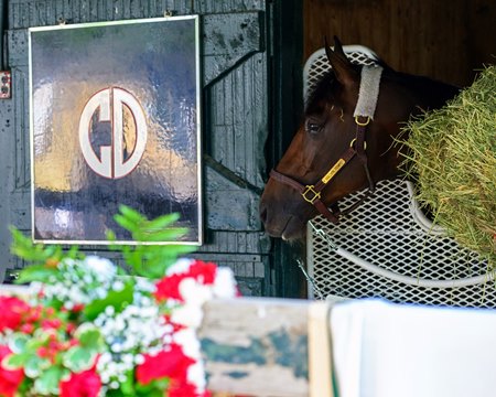 Golden Tempo in his stall at Saratoga Race Course the morning after winning the Belmont Stakes