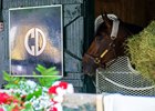 Morning after Golden Tempo with Jose Ortiz  wins the Belmont Stakes (G1) presented by NYRA Bets  at Saratoga in Saratoga Springs, N.Y., on June 7, 2026. 