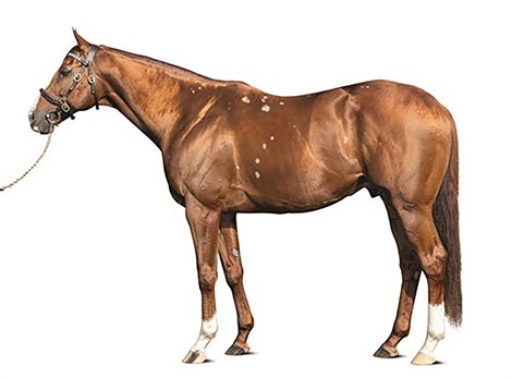 Mystic Guide Sires First Winner in South Korea