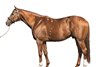 Mystik Guide, conformation