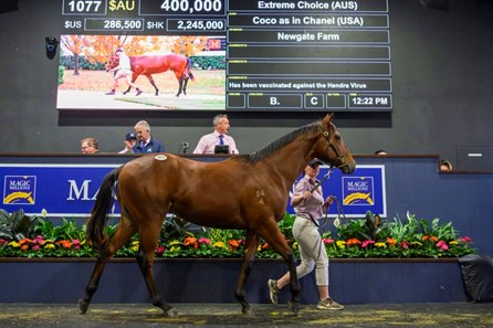 The Extreme Choice colt cataloged as Lot 1077 in the ring at the Magic Millions Gold Coast National Yearling Sale