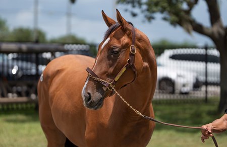 The Into Mischief filly consigned as Hip 375 by Kings Equine