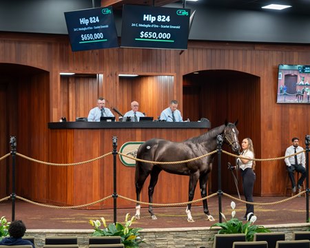 The Medaglia d'Oro colt consigned as Hip 824 in the ring at the OBS June Sale