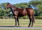 2026 Magic Millions Digital Sale (29 May-4 Jun), Lot 89
Vibrant Sun