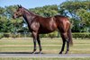 2026 Magic Millions Digital Sale (29 May-4 Jun), Lot 89
Vibrant Sun