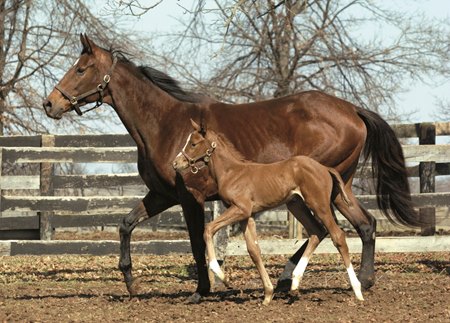 Dancinginmydreams in 2003 with her first foal, a son of Rahy who would be named Dancing Forever and would win a grade 1 race at 5