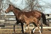 Dancinginmydreams, with her 2003 Rahy colt, on March 3, 2003, at Steve Caddel's Caddel Farm near Georgetown, Ky. Dancinginmydreams produced the Rahy foal on Feb. 17 and was scheduled to be bred to A.P. Indy.
Dancinginmydreams Origs1 image 6
Photo by Anne M. Eberhardt