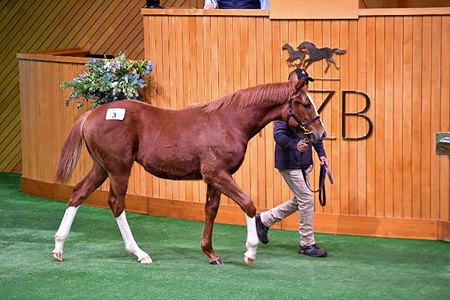 The Chaldean colt consigned as Lot 3 in the ring at the NZB National Weanling Sale