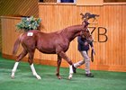 Lot 3, 2026 New Zealand Bloodstock National Weanling Sale