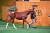 Lot 3, 2026 New Zealand Bloodstock National Weanling Sale