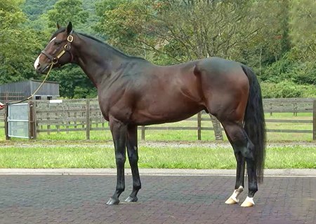 Structor at Lex Stud in Japan