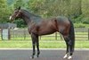 2026 freshman sire Structor at Lex Stud in Japan