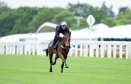 Joliestar trains at Ascot Racecourse