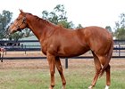 Double Market, 2026 Inglis Digital June Online Sale