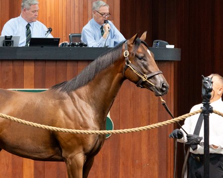 The Early Voting colt consigned as Hip 168 in the ring at the OBS June Sale