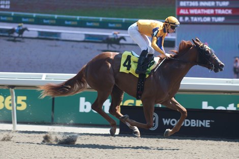 Ez Tina Headlines Ward Trio in Ascots Norfolk