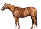 Mystik Guide, conformation