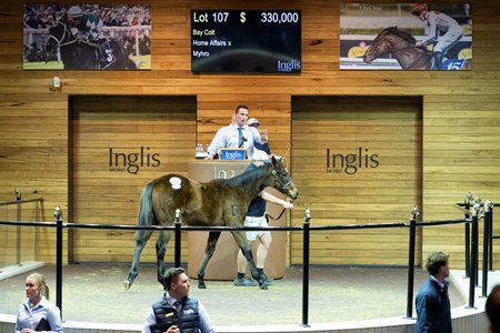 The Home Affairs colt consigned as Lot 107 in the ring at the Inglis Great Southern Weanling Sale