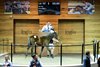 2026 Inglis Great Southern Weanling Sale, Lot 107