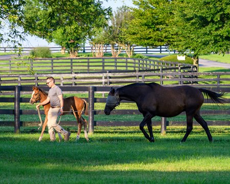 A foal and mare at WinStar Farm near Versailles, Ky.
