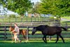 David Ramos walks a mare and foal to the barn. 
Gerry Duffy and scenes at WinStar Farm near Versailles,, Ky., on July 15, 2026. 