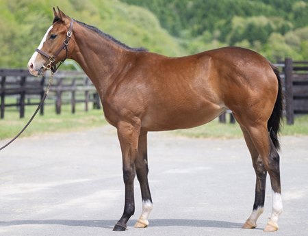An Equinox colt out of the Into Mischief mare Secondary Market, cataloged as Lot 58 at the Hokkaido Selection Sale at Shizunai