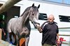 Preakness Stakes Champion Napoleon Solo arrives at Monmouth Park with groom Islas Gonzalez on Sunday July 12th in preparation for the $1,000,000 Grade 1 Haskell Stakes at Monmouth Park on Saturday July 18, 2026. Photo By Ryan Denver/EQUI-PHOTO.