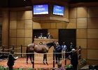 Hip 36, 2026 Fasig-Tipton July Sale of Selected Yearlings and HORA Sale
