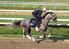 Preakness Stakes Champion Napoleon Solo gallops on the track at Monmouth Park Racetrack in Oceanport, NJ. Tuesday morning July 14th under exercise rider Emily Ellingwood.  Napoleon Solo will headline Saturday's $1,000,000 Grade 1 NYRA Bets Haskell Stakes.  Photo By Bill Denver/EQUI-PHOTO