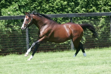 Juddmonte Stallion Zamindar Dies at 32