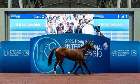 The Deep Field gelding consigned as Lot 2 in the ring at the Hong Kong International Sale