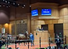 Hip 166 in the ring at Fasig-Tipton