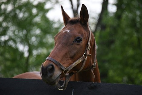 2002 Preakness Runner-Up Magic Weisner Dies at Age 27