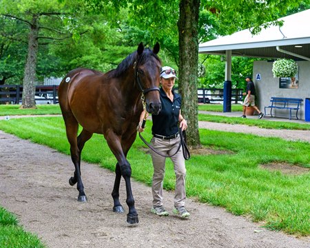 Arabian Lion filly, consigned as Hip 21 at the Fasig-Tipton July Selected Yearling Sale