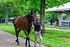 Hip 21. filly by Arabian Lion out of Charged Temp, from Gainesway, agent. 
Look Ahead feature photos for the Fasig-Tipton Kentucky Yearling and HORA July sale at Fasig-Tipton near Lexington, Ky., on July 11, 2026. 